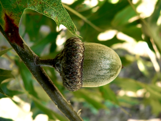 {Quercus shumardii}